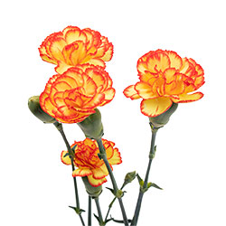MINICARN Select BIC Carimbo 10 St(Stems)