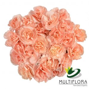 MINICARN Select PEA Hamada 10 St(Stems)