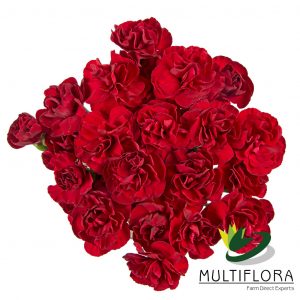 MINICARN Select BUR Chateau 10 St(Stems)