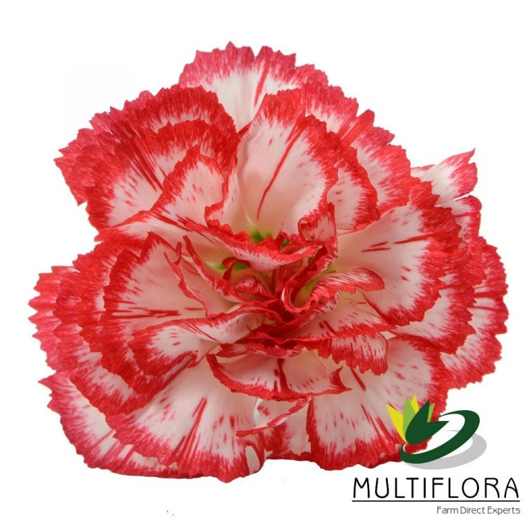 MINICARN Fancy PEP Minuetto Peppermint Wht/Red 10 St(Stems)