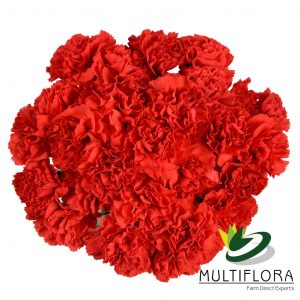 MINICARN Select RED Aragon 10st 10 St(Stems)