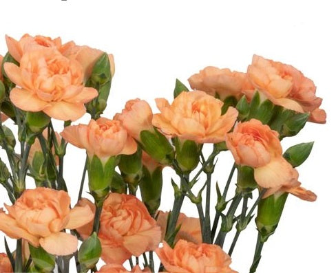 MINICARN Fancy ORA Aila 10 St(Stems)