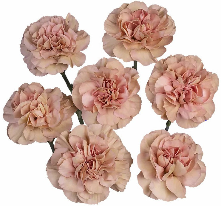 MINICARN Select TER CANELA 10 St(Stems)