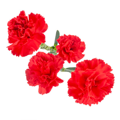 MINICARN RED FANCY