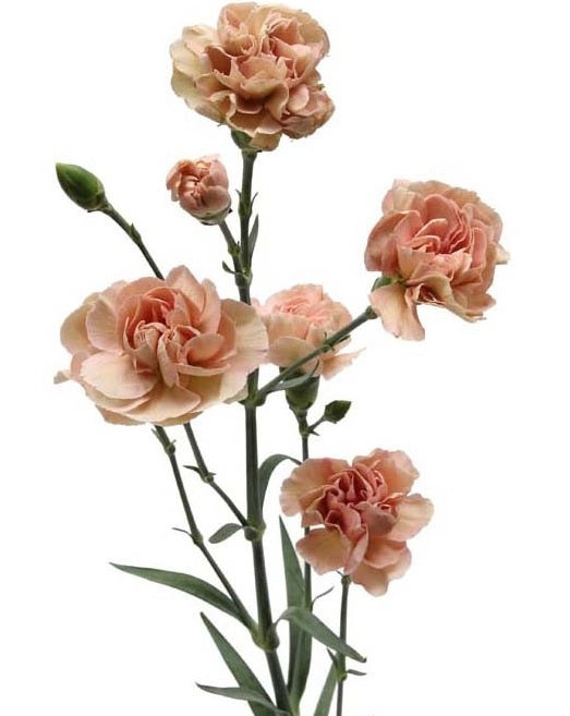 MINICARN Fancy TER Masquerade 10st 10 St(Stems)