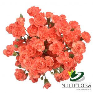 MINICARN Fancy ORA Orange 10 St(Stems)