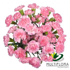 MINICARN Select LPK Ornella 10 St(Stems)