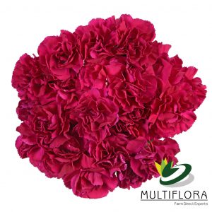 MINICARN Select PUR Purple 10st 10 St(Stems)