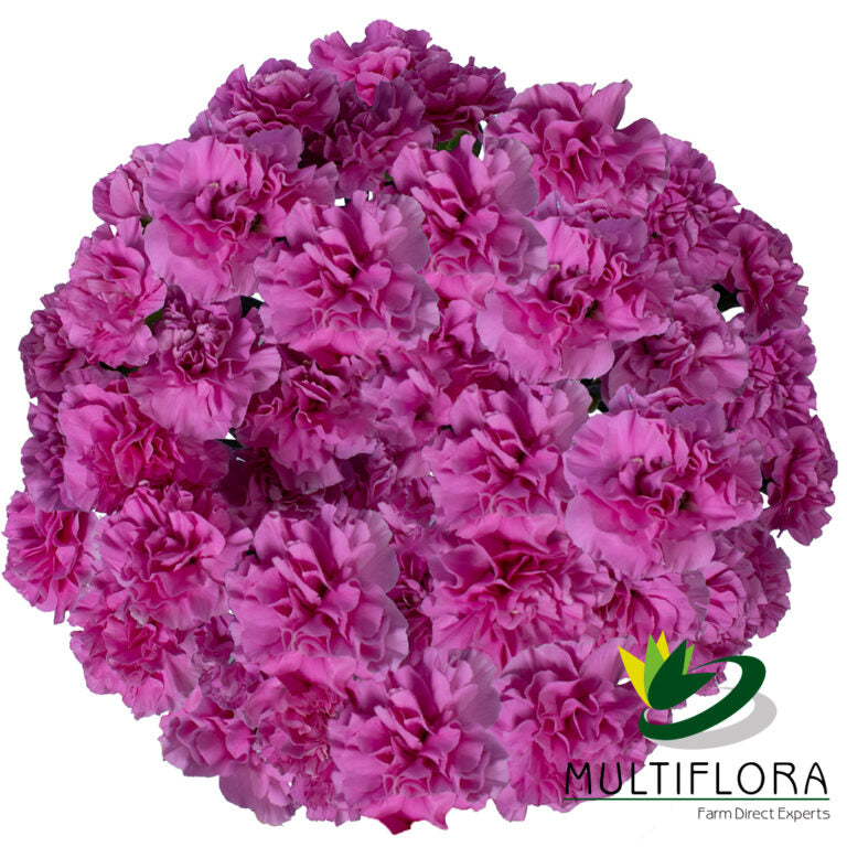 MINICARN Fancy LAV Thea 10St 10 St(Stems)