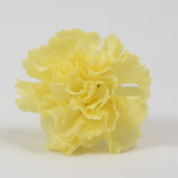 MINICARN Fancy YEL Xanthe 10 St(Stems)