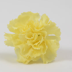 MINICARN Select YEL Yellow 10 St(Stems)