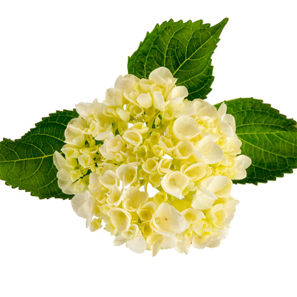 HYDRANGEA MINI GREEN
