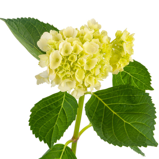 HYDRANGEA MINI GREEN