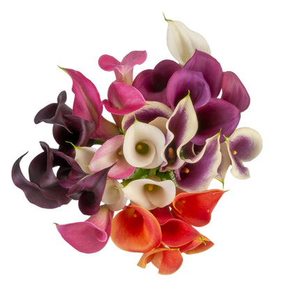 CALLA MINICALLA ASSORTED 50CM