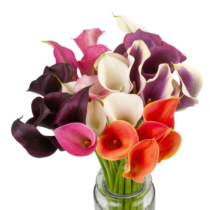 CALLA MINICALLA ASSORTED 50CM
