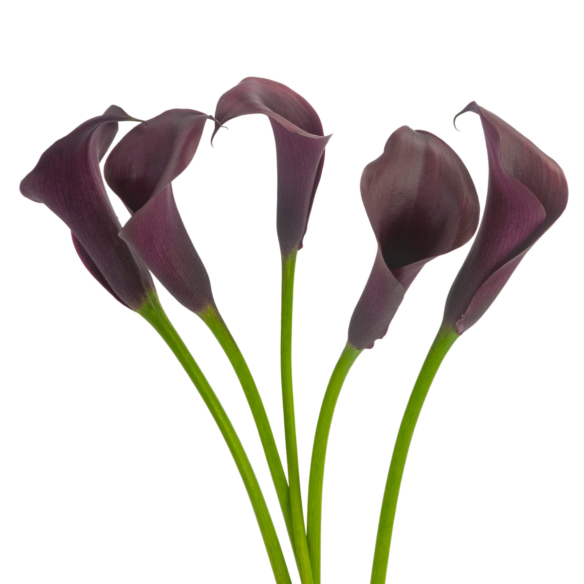 COLOR CALLAS ODESSA