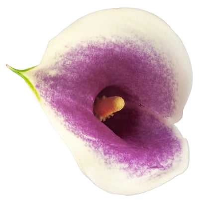 COLOR CALLAS PICASSO BICOLOR PURPLE/WHITE