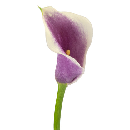 COLOR CALLAS PICASSO BICOLOR PURPLE/WHITE