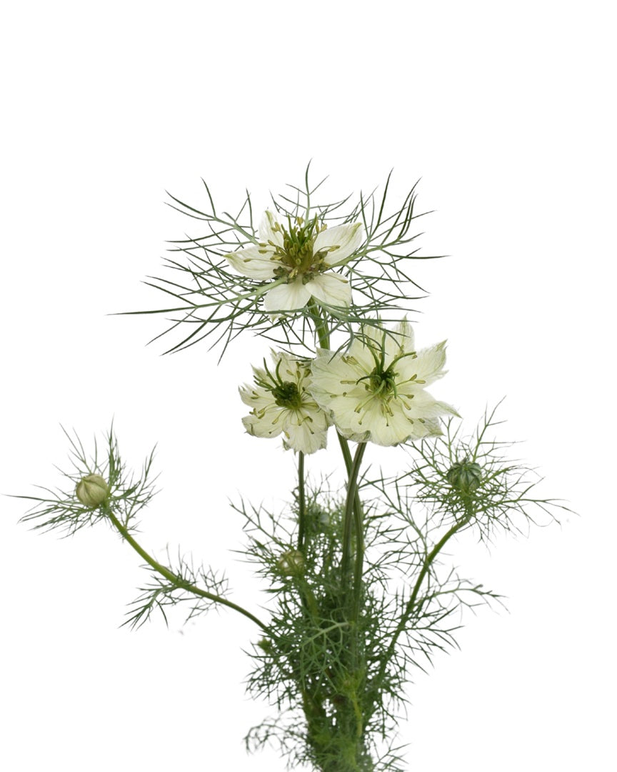 NIGELLA 60cm WHI WHITE 10ST(Bunches)