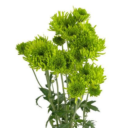POMPON NOVELTY ALDIA GREEN