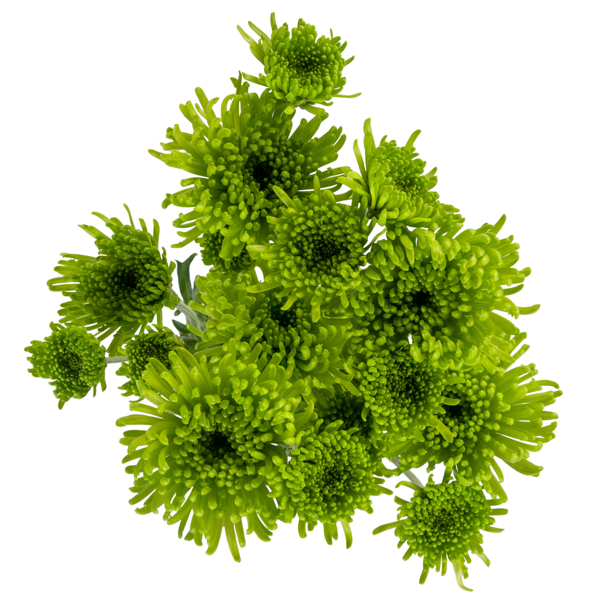 POMPON NOVELTY ALDIA GREEN