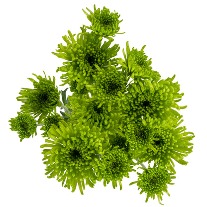 POMPON NOVELTY ALDIA GREEN