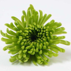 NOVELTY EX GRE Aldia 7st (Bunches)