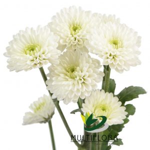 NOVELTY EX WHI Button Eagle 7st (Bunches)