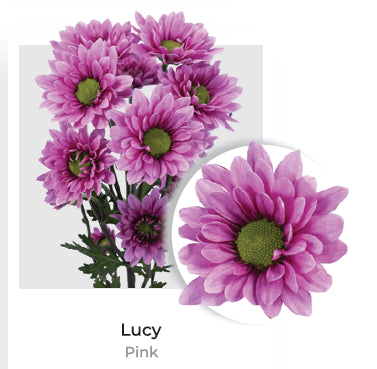 POMPON NOVELTY MICRO LUCY PINK 7ST 70cm
