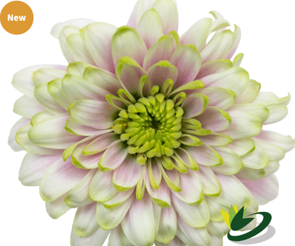 POMPON NOVELTY MANZANA BICOLOR LT PK/LT GREEN 7 ST 70cm