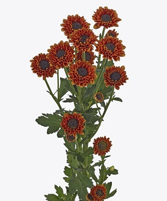 SANTINI EX BRZ Namib 7st(Bunches)
