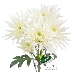 NOVELTY EX WHI Needle 7st (Bunches)