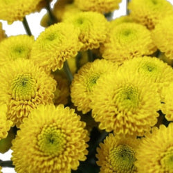 NOVELTY EX YEL Button Paintball (Bunches)