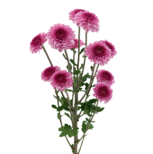 NOVELTY EX PNK BUTTON PINK ROCK 7ST (Bunches)