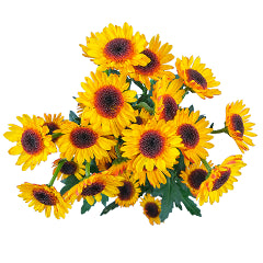 NOVELTY EX YEL SUNDI 7ST (Bunches)