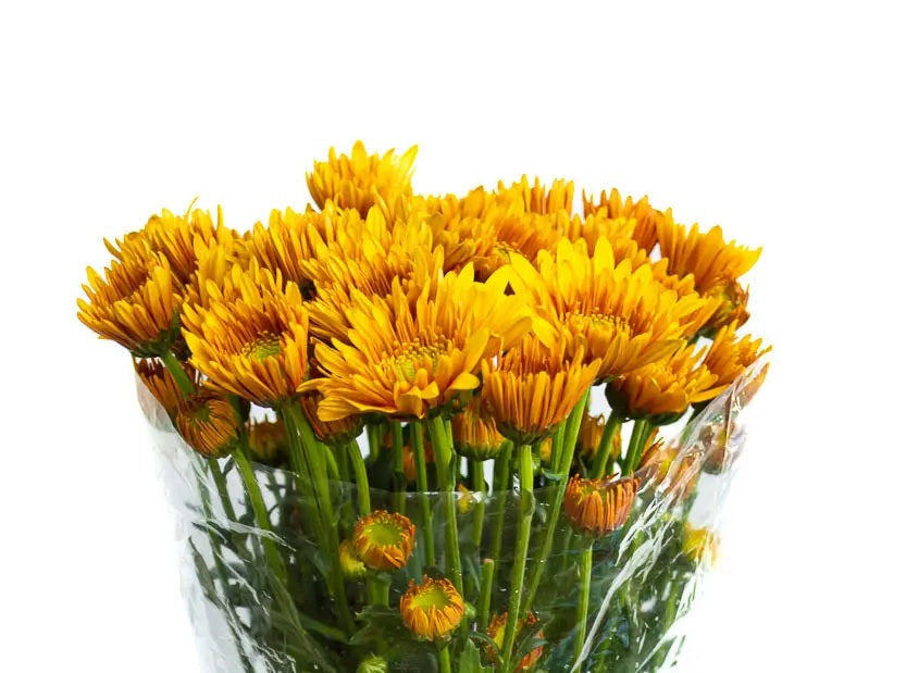 NOVELTY EX BRZ Turo (Bunches)