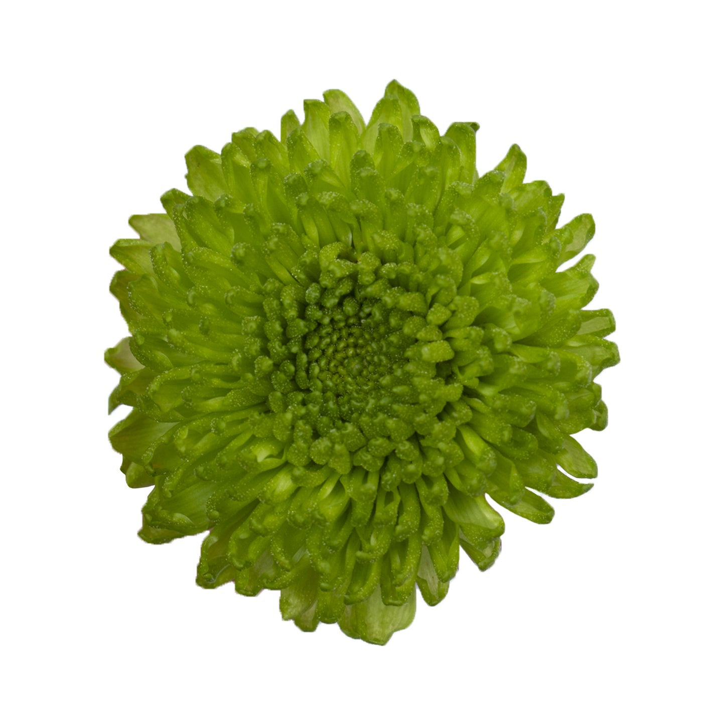 POMPON NOVELTY CONNOR GREEN 7ST 70cm