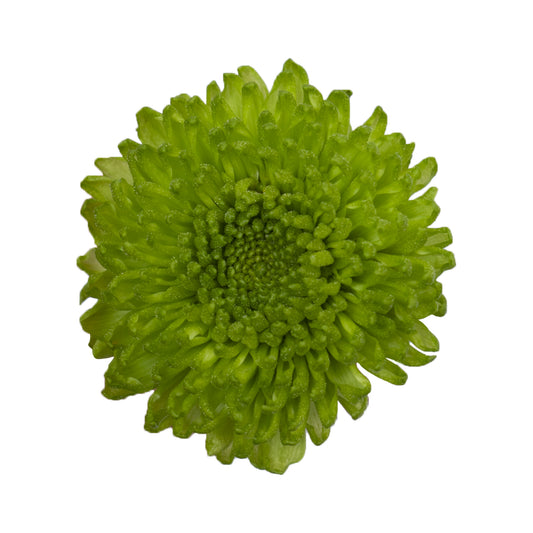 POMPON NOVELTY CONNOR GREEN 7ST 70cm