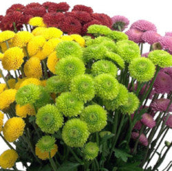 POMPON BUTTON ASSORTED 7ST 70cm