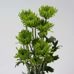 POMPON NOVELTY ALDIA GREEN 7ST 70cm