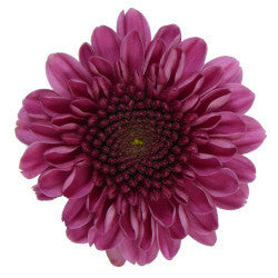 POMPON BUTTON BUTTON DELIROCK PURPLE 7ST 70cm