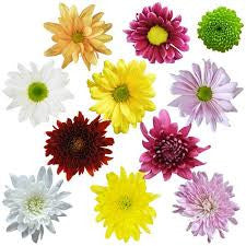 POMPON CDN ASSORTED 7ST 70cm