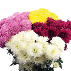 POMPON CUSHION ASSORTED 7ST 70cm