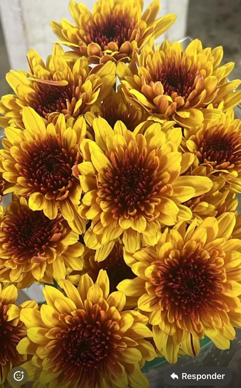POMPON CUSHION BICOLOR YELLOW/BRONZE  AVILA 7ST 70cm