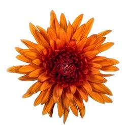 POMPON CUSHION BRONZE SALOON 7ST 70cm