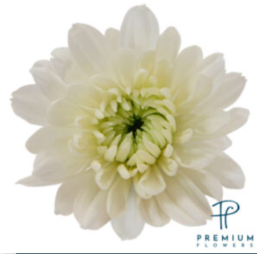 POMPON CUSHION MAISY WHITE 7ST 70cm