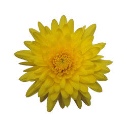 POMPON CUSHION SOLEADO YELLOW 7ST 70cm