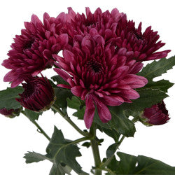 POMPON CUSHION TORNADO PURPLE 7ST 70cm