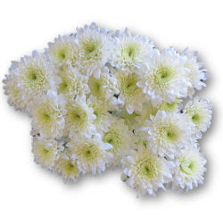 POMPON CUSHION POLARIS WHITE 7ST 70cm