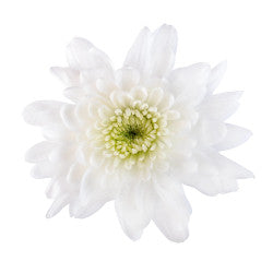 POMPON CUSHION ARTIC QUEEN 7ST 70cm